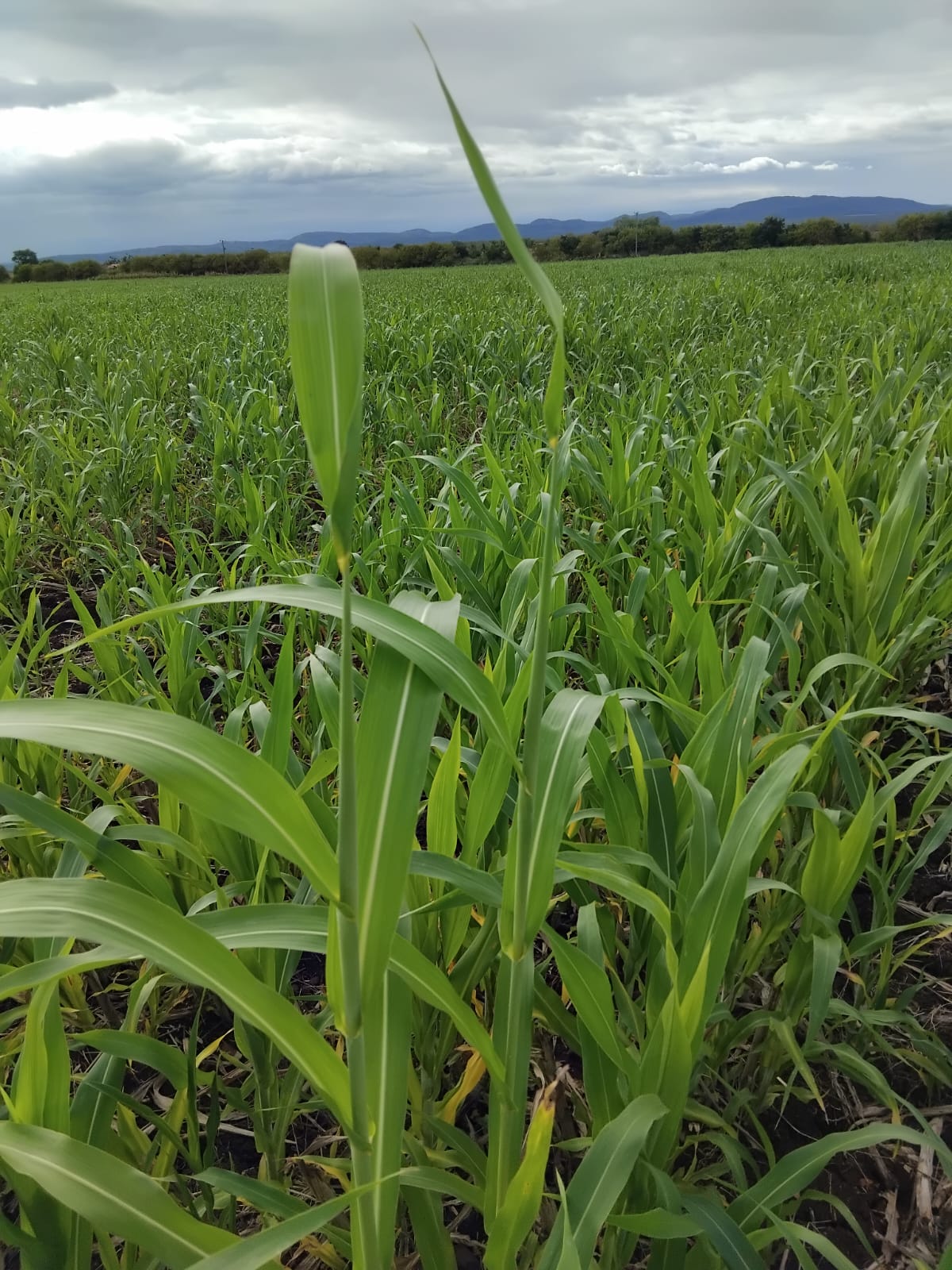 Silagem de milho sorgo da Novos Tempos Agro
